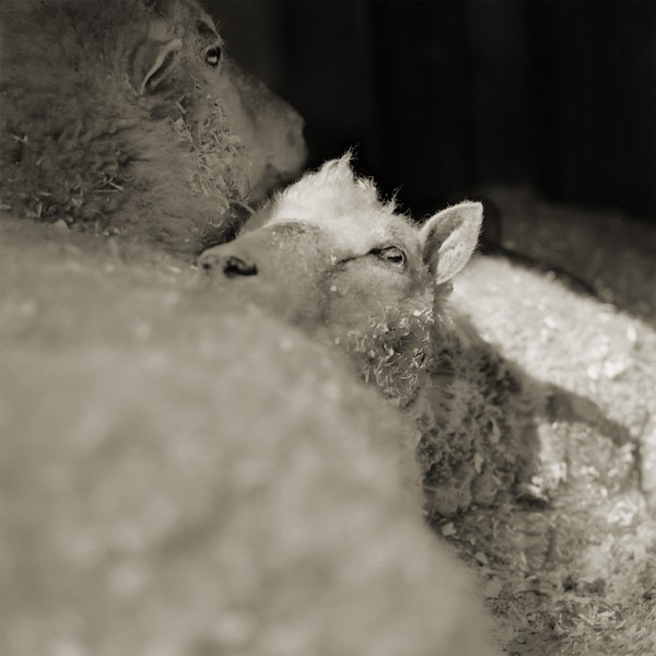 Престарелые животные: грустные фотографии от Иса Лешко